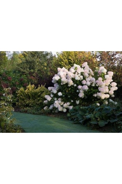 Гортензія волотиста Фантом